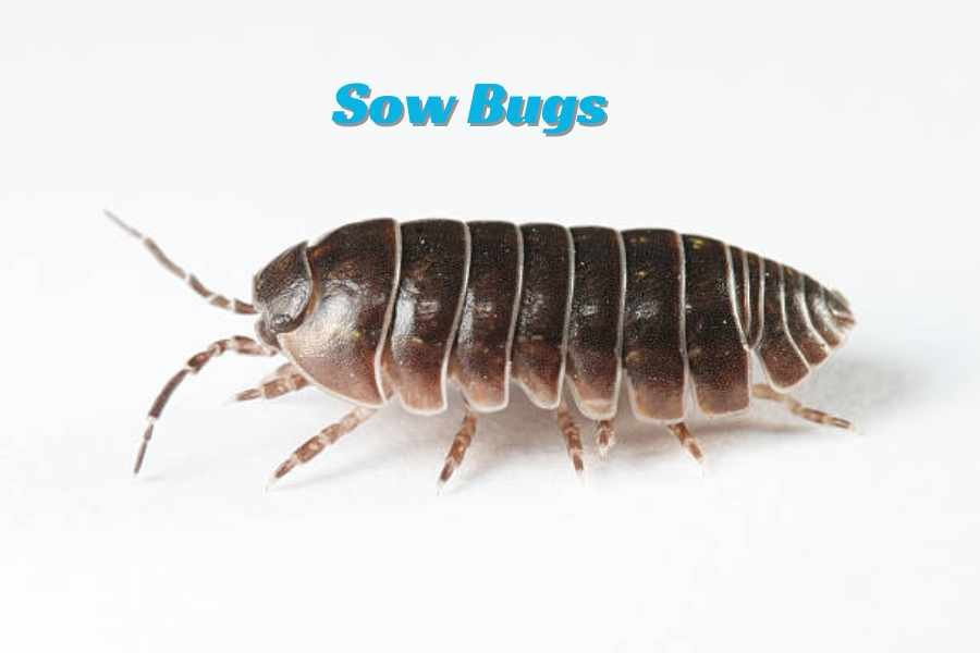 how-to-eliminate-sow-bugs-in-your-house-ultimate-guide-white-marketplace