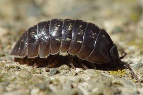 What Do Sow Bugs Eat